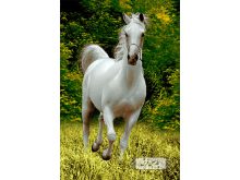 خرید نخ و نقشه طرح اسب