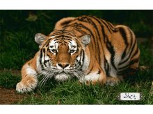 خرید نخ و نقشه تابلو فرش طرح ببر خفته - کد NH3524