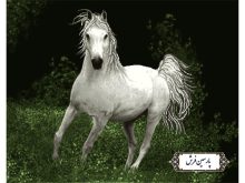 نخ و نقشه اسب