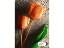 نخ و نقشه تابلو فرش طرح گل نارنجی