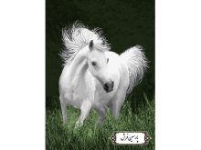 نخ و نقشه تابلو فرش طرح اسب سفید - کد NH3594